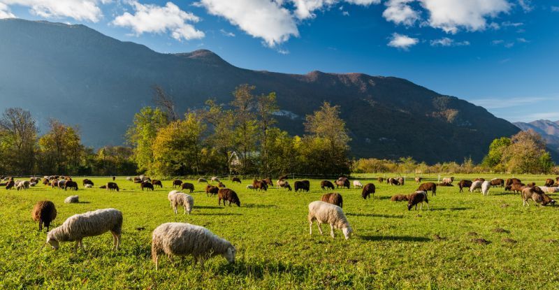 owce łąka owce łąka